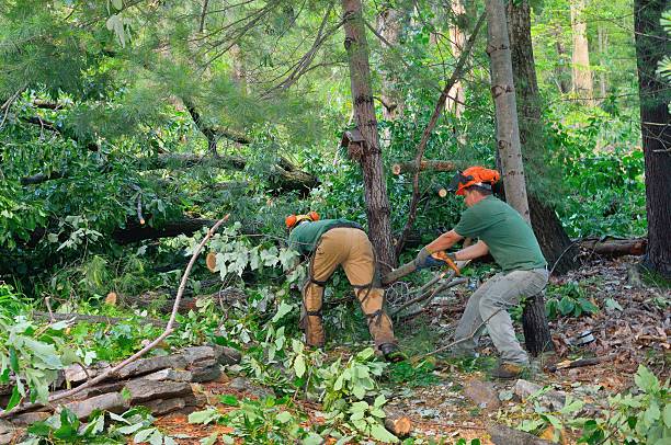 Reliable Chincoteague, VA Tree Service Solutions